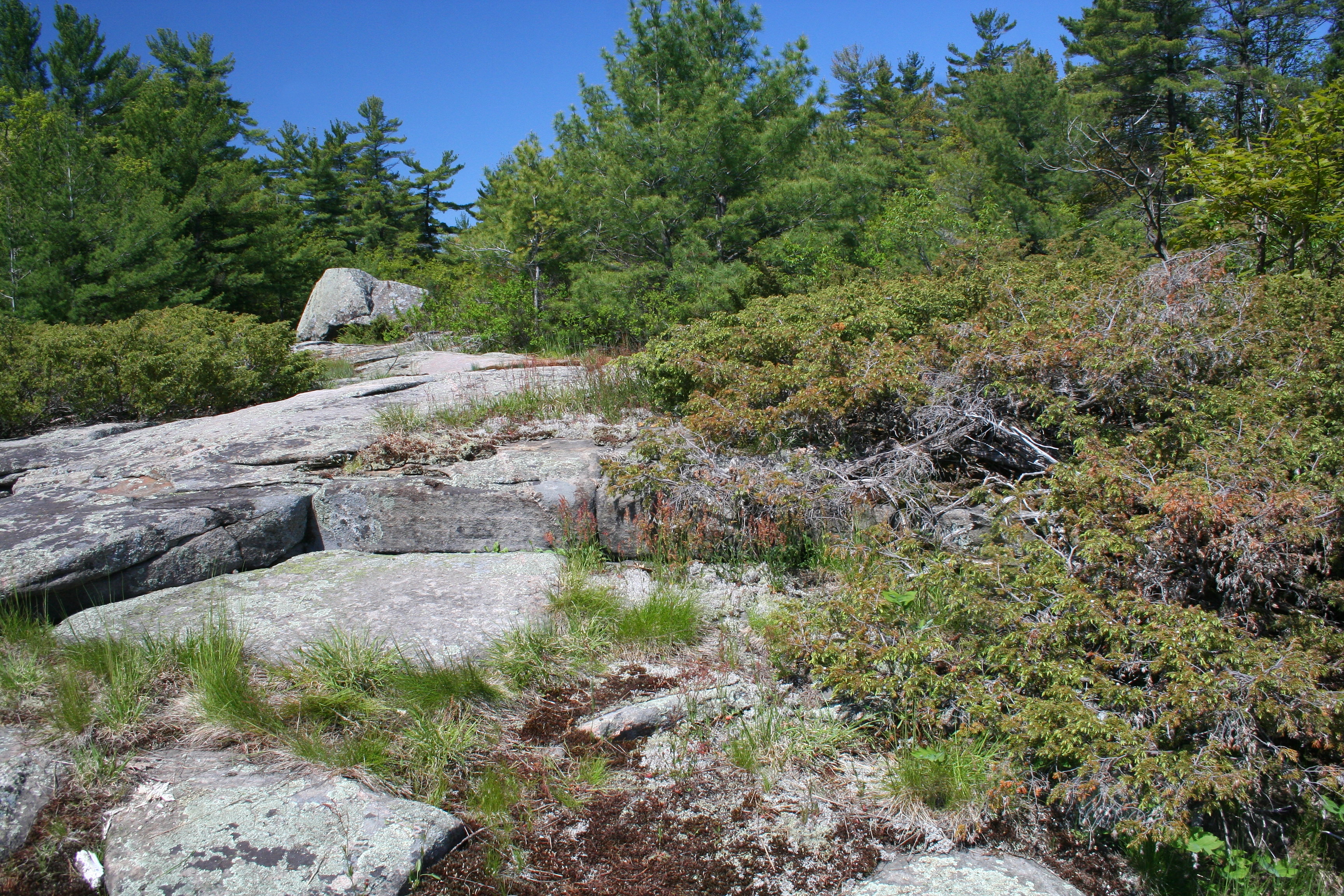 Photographie d’un paysage rocheux du Bouclier canadien habité par des espèces en péril comme le scinque pentaligne, la couleuvre fauve de l’Est et la couleuvre obscure