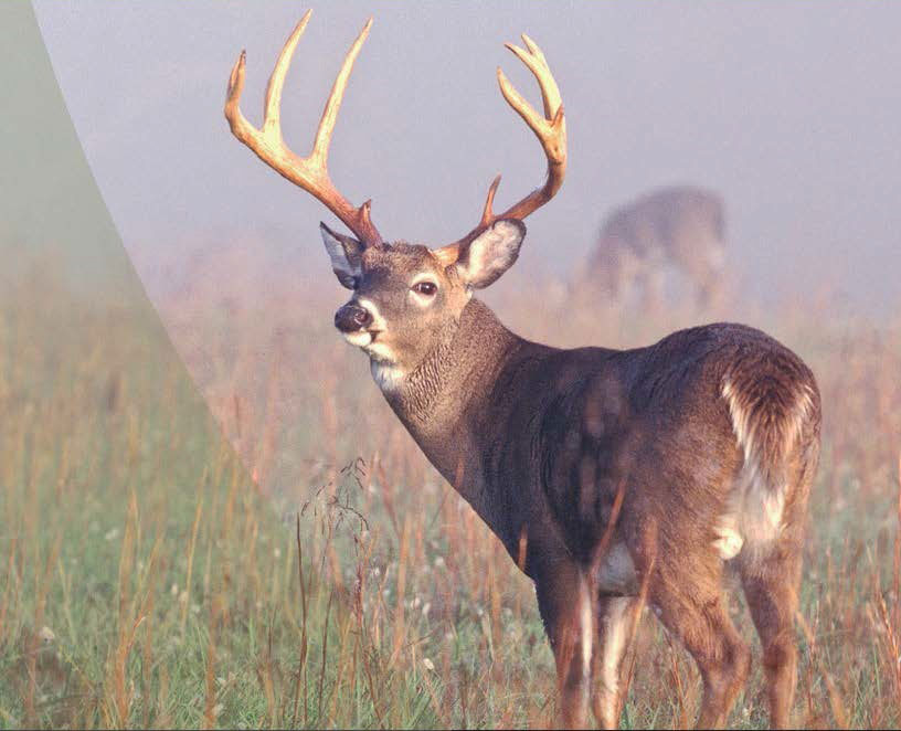 white-tailed deer