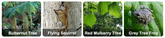 Butternut Tree, Flying Squirrel, Red Mulberry Tree, Grey Tree Frog