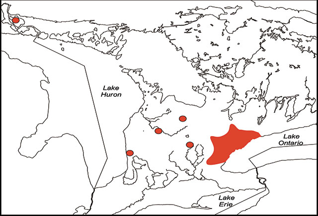 Distribution of Redside Dace. A map showing the distribution of Redside Dace. The species is shown in southern Ontario and on the Two Tree River on St. Joseph Island