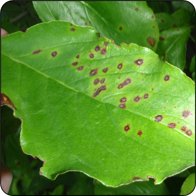 Anthracnose du cornouiller