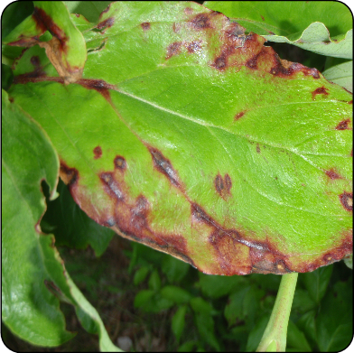 Anthracnose du cornouiller