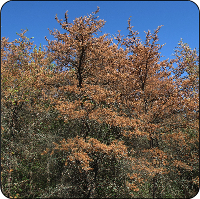 Drought affecting jack pine