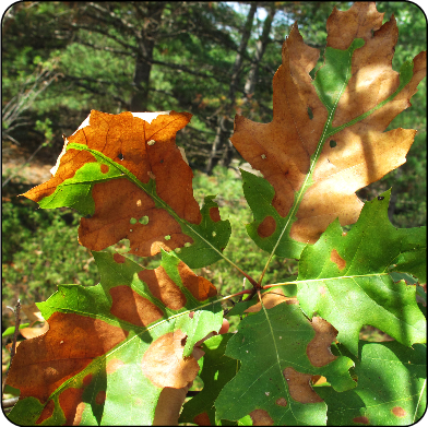 Leaf scorch on red oak caused by drought
