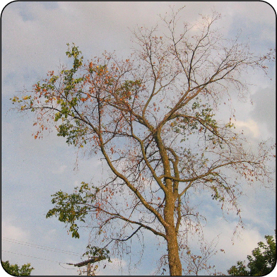 Elm infected with Dutch elm disease