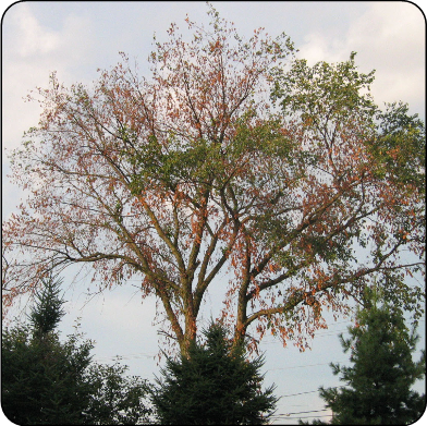 Elm infected with Dutch elm disease