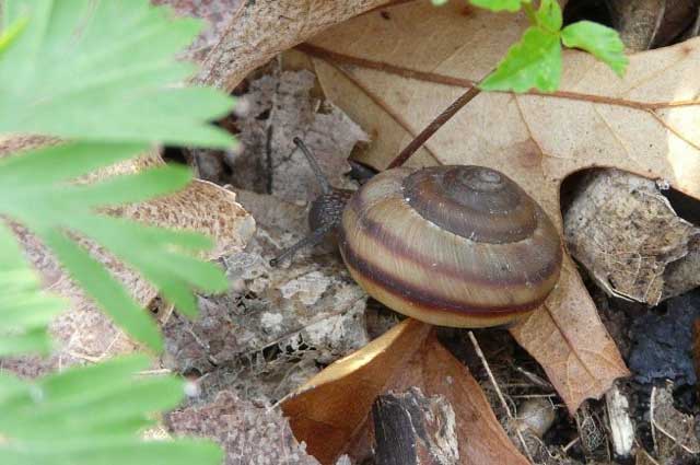 colour photograph of the eastern banded tigersnail on a leaf.