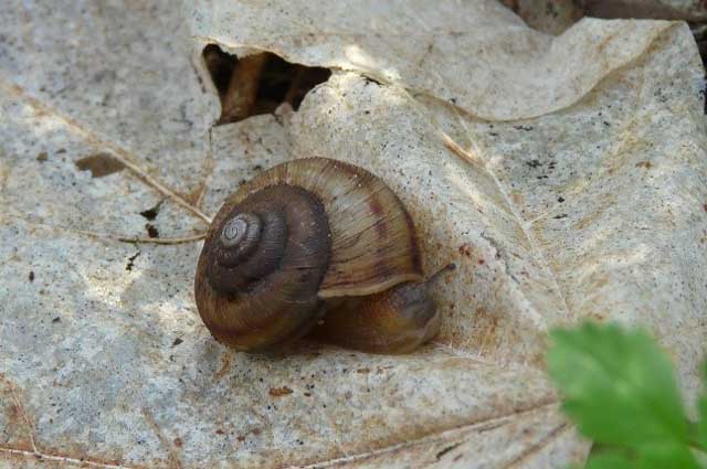colour photograph of the eastern banded tigersnail on a grey leaf.