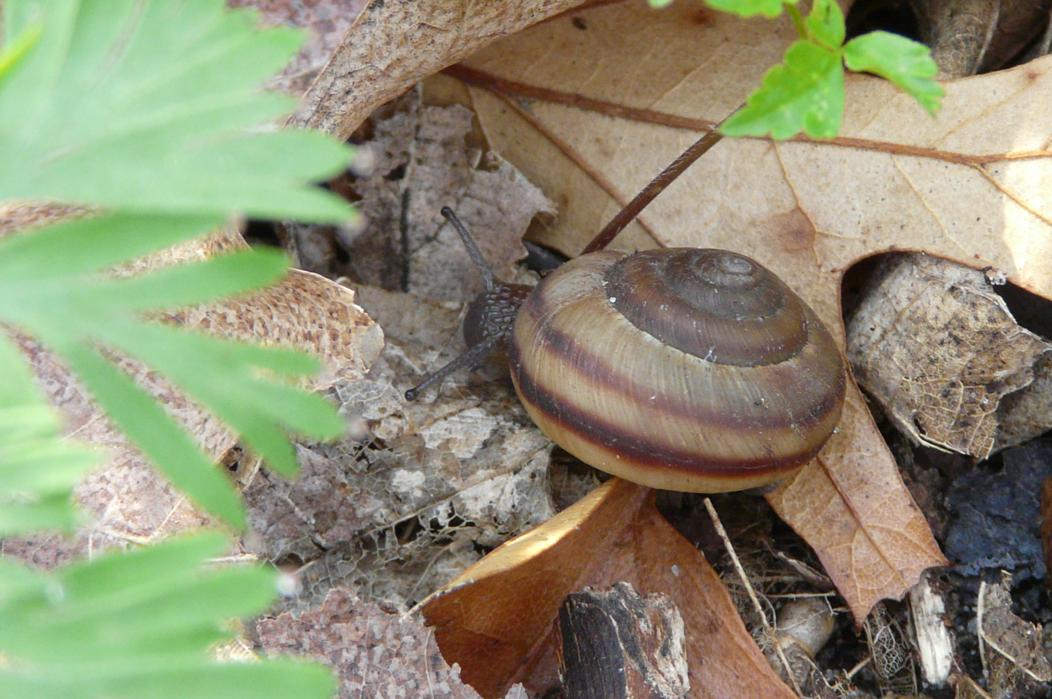 Photo of Eastern Banded Tigersnail