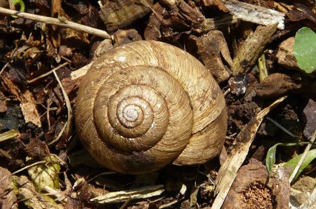 colour photograph of the eastern banded tigersnail on the ground.