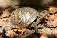 Tortue tabatière marchant dans la couverture de feuilles mortes.