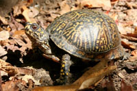 An image of Eastern Box Turtle walking through leaf litter.