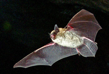 Photo of an Eastern Small-footed Myotis in flight.
