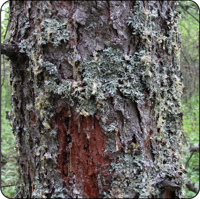 taille des larves du dendroctone des tapis