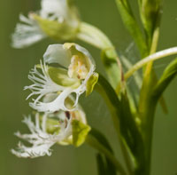 A photograph of Eastern Prairie-fringed Orchid