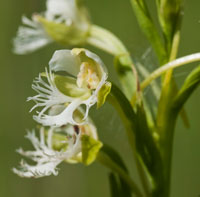 Une photo de la platanthère blanchâtre de l’Est