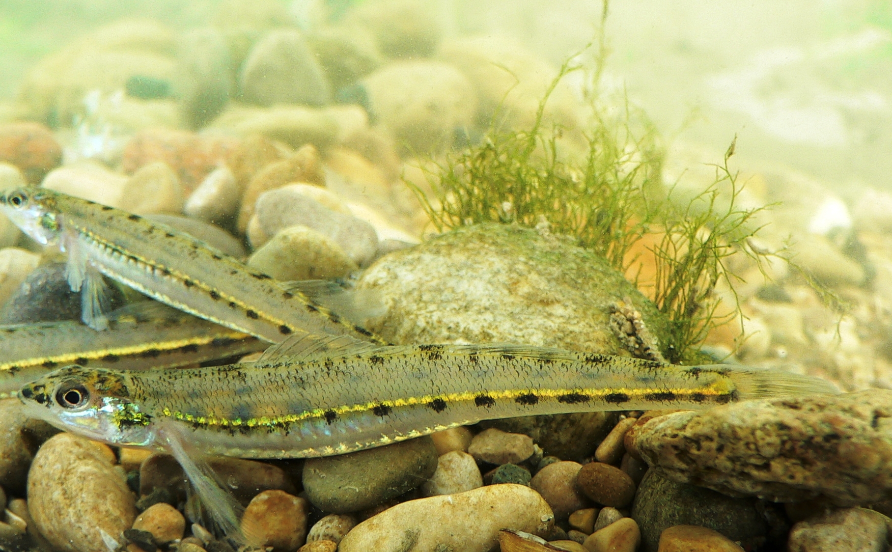 A photograph of the Eastern Sand Darter