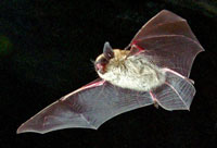 A photograph of Eastern Small-footed Myotis