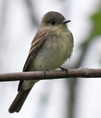 A photograph of Eastern Wood-pewee