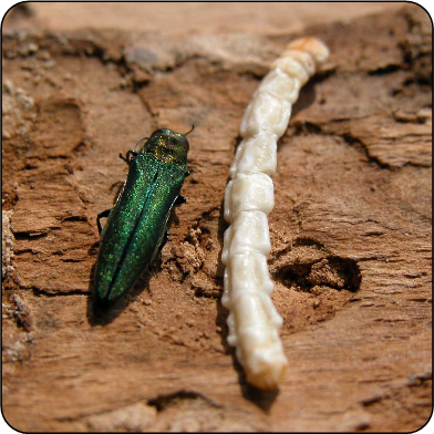 Emerald ash borer adult and larva