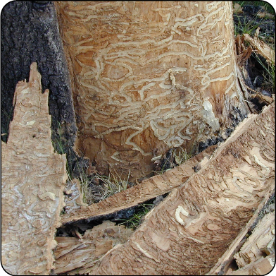 Emerald ash borer tunnels