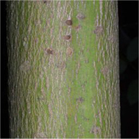 Alternate-Leaf Dogwood bark