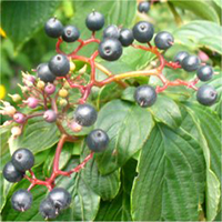 Alternate-Leaf Dogwood berries