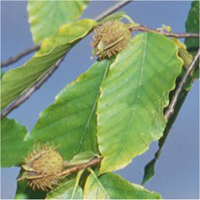 fruite : Hêtre à grandes feuilles