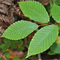 american beech tree scientific name