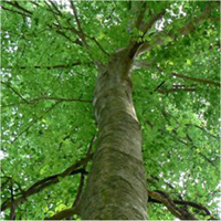 arbre : Hêtre à grandes feuilles arbre