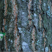 American Chestnut bark