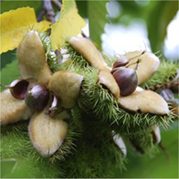 American Chestnut fruit