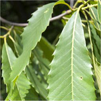 American Chestnut leaf