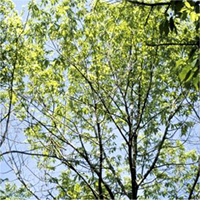 American Chestnut tree