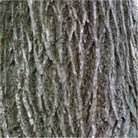 American Elm bark