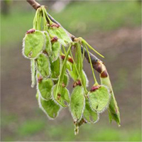 American Elm Tree Fruit | Fruit Trees