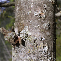 American Mountain-Ash bark