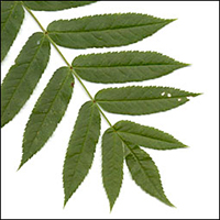 Tree Leaf Identification Chart Canada