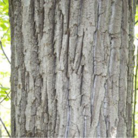 canadian poplar tree