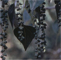 Balsam Poplar berries