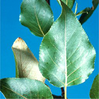 Balsam Poplar leaf
