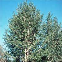 canadian poplar tree