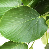 Basswood leaf