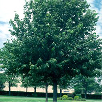 Basswood tree