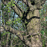 Bitternut Hickory Ontario Ca