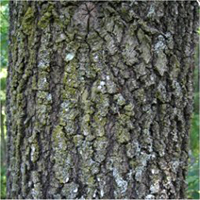 Black Oak bark