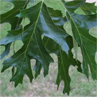 black oak leaf identification