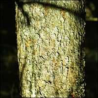 Black Spruce bark