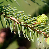 Black Spruce leaf