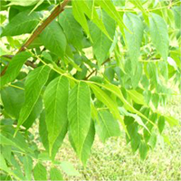 Blue ash leaf